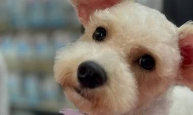 Bianca Salame promueve la búsqueda de un hogar para una perrita salvada de la calle: ¿Quieres una Alegría en la casa?