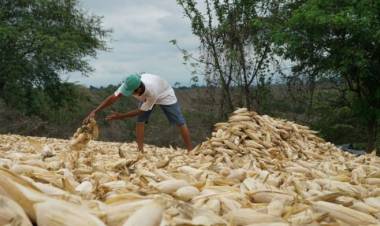 Precio del maíz en Ecuador: quien pide hasta $ 18 por quintal ‘no es el agricultor, es el comerciante’