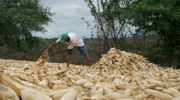 Precio del maíz en Ecuador: quien pide hasta $ 18 por quintal ‘no es el agricultor, es el comerciante’